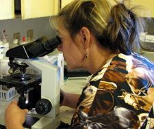 Dr. Fullbright at microscope.