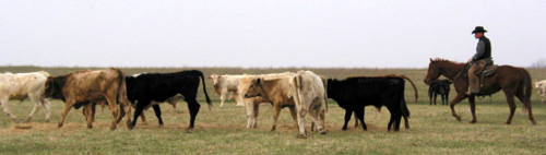 Ranch Geldings For Sale