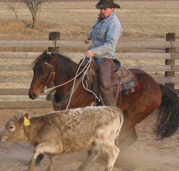 Reliably Broke Ranch Horses For Sale